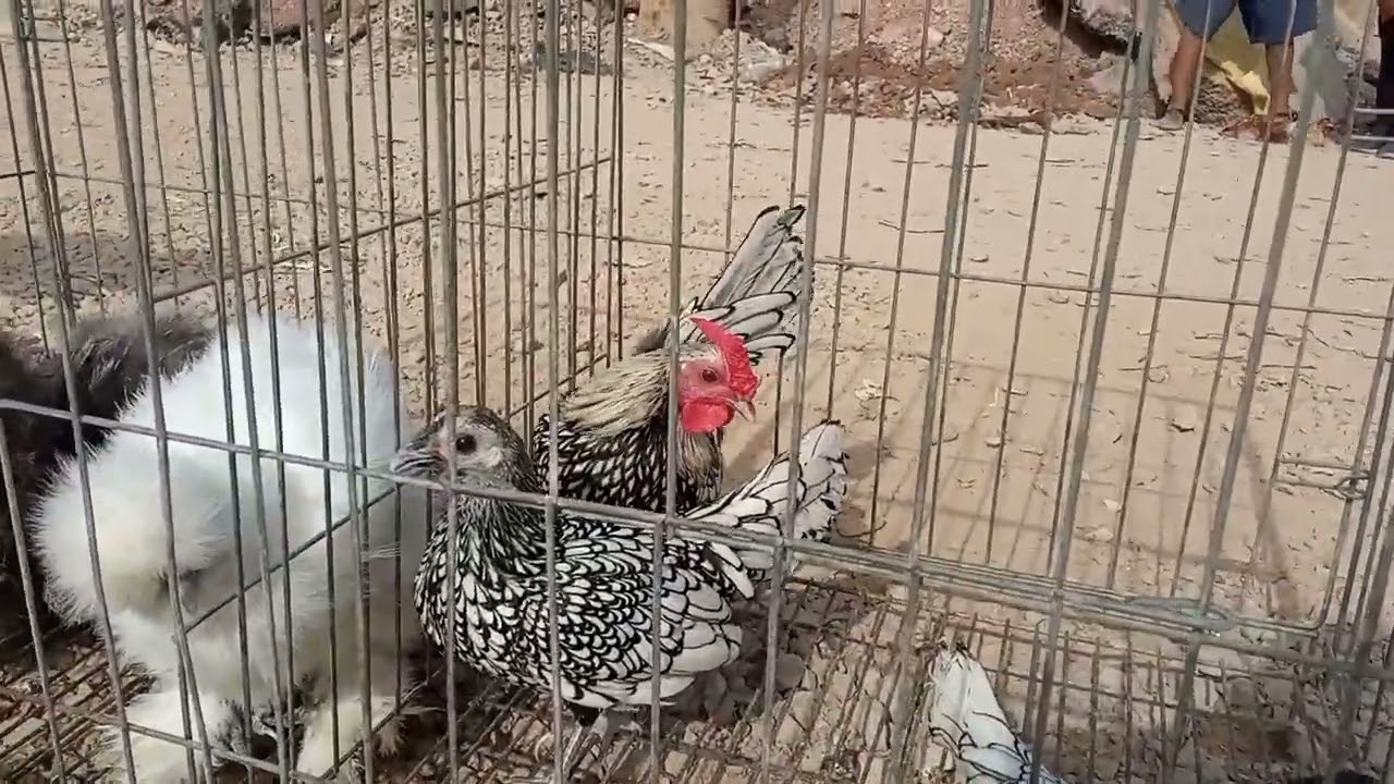 سوق القريعة الطيور بالدار البيضاء دجاج سبرايت و دجاج حريري 