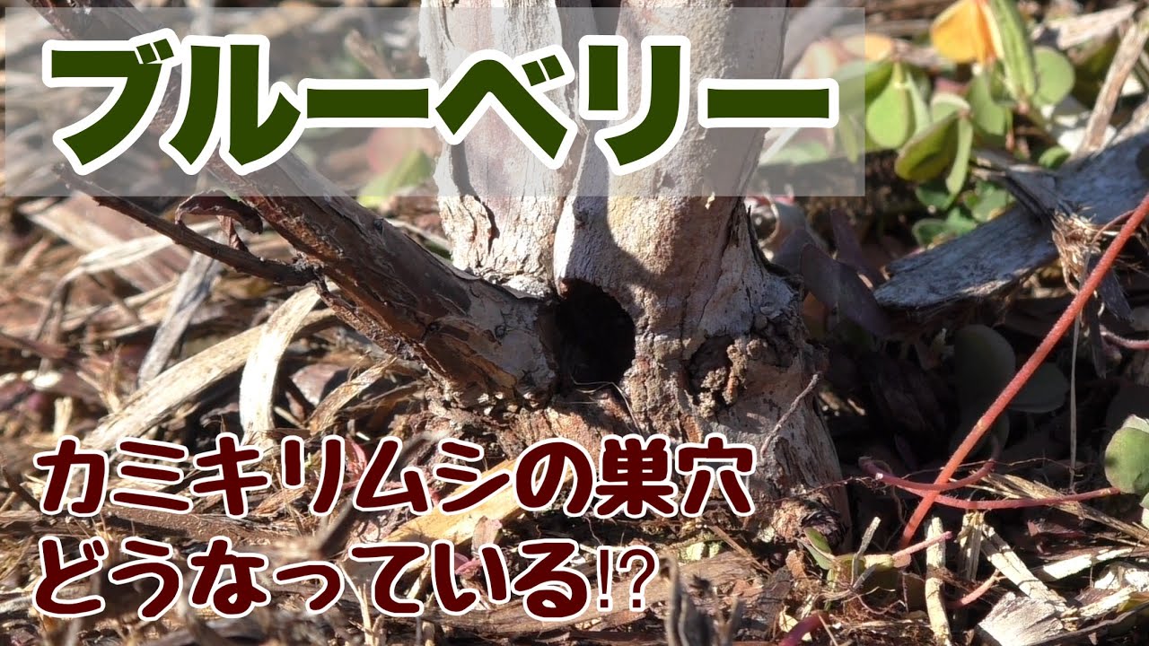ブルーベリー　カミキリムシの巣穴はどうなっている⁉︎