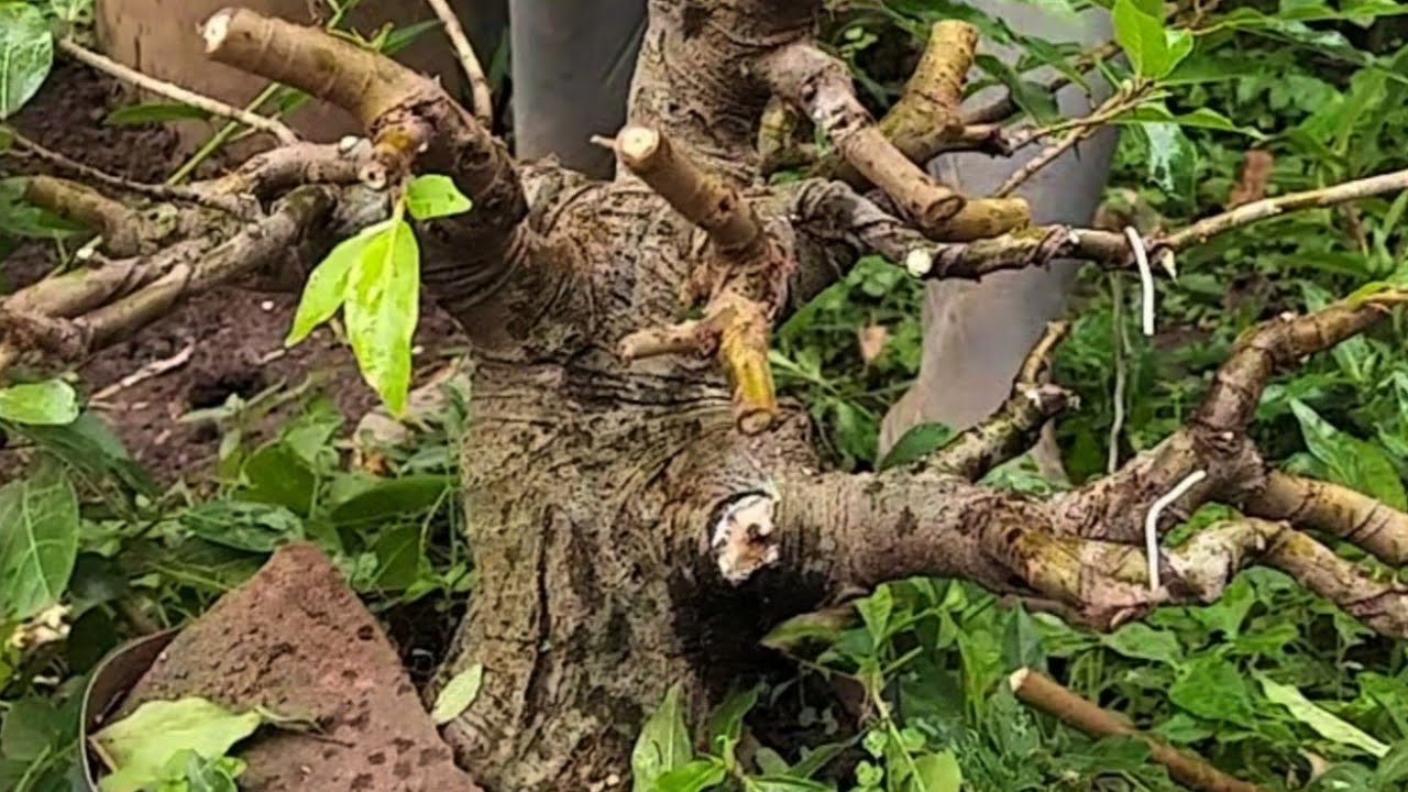 Tanaman gulma pinggir sungai setelah dibonsai banyak dicari