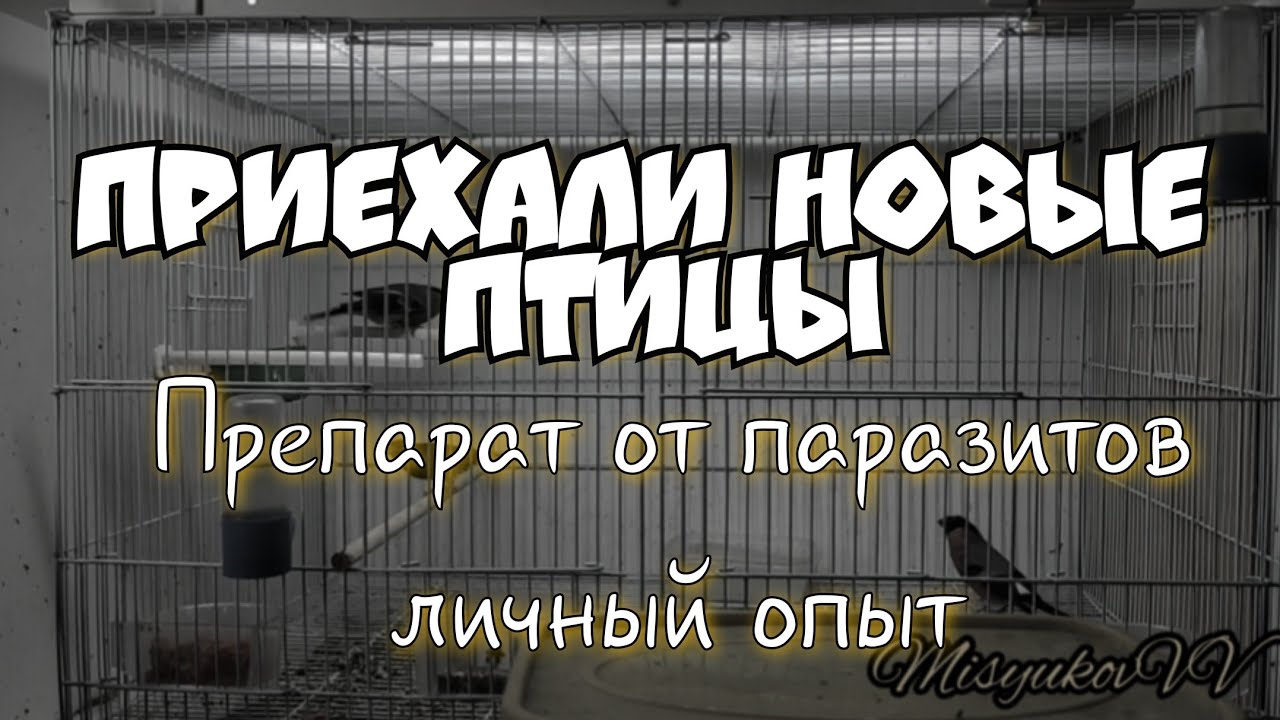 Новые питомцы. Препарат от паразитов.