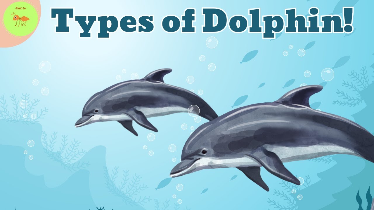 Type of dolphin| All About Dolphins| Ant TV