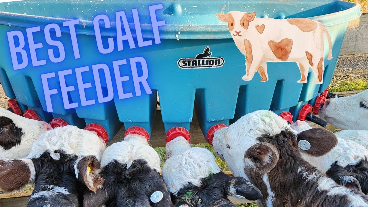 The BEST calf feeder setup!!!!!! LET ME TELL YOU WHY