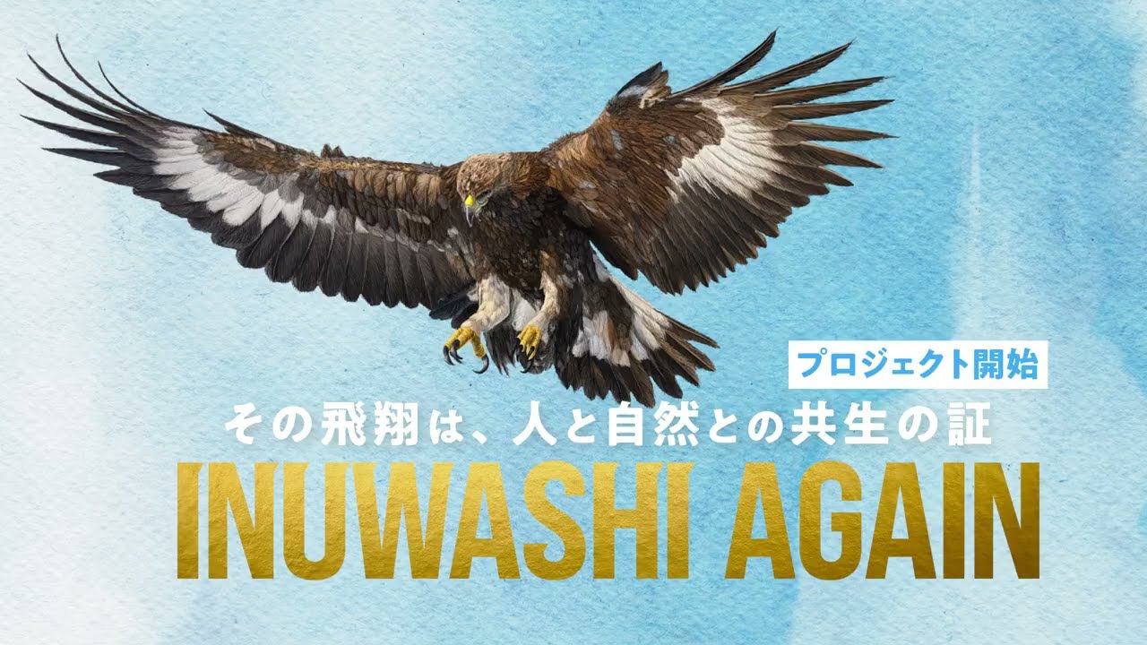 ［プロジェクト概要］INUWASHI AGAIN｜南三陸イヌワシ野生復帰プロジェクト