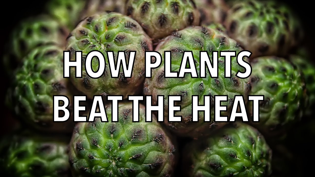 How Plants Beat the Heat