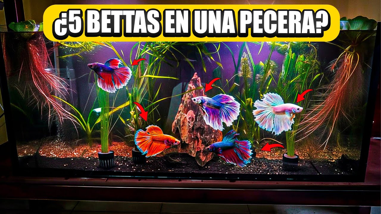 Metí a 5 betas en un acuario! 🔥🐠