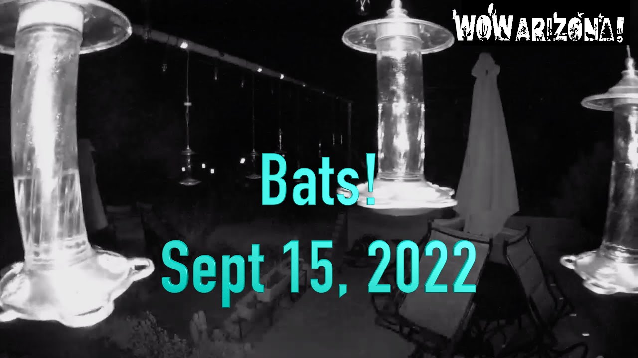 Bats Visit Hummingbird Feeders!