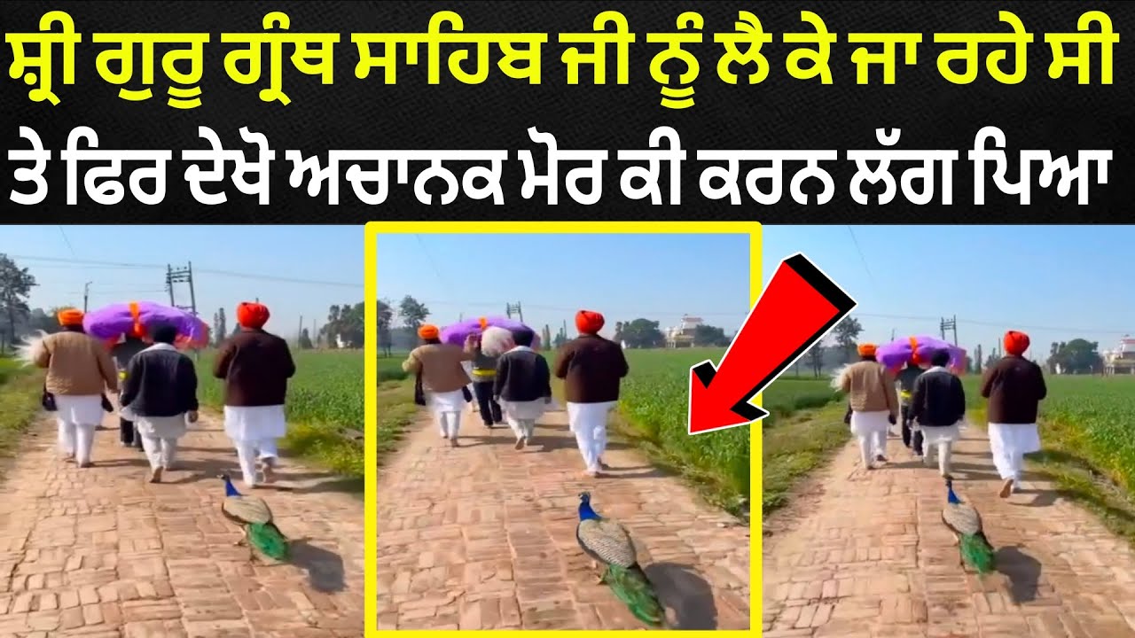 ਸ਼੍ਰੀ ਗੁਰੂ ਗ੍ਰੰਥ ਸਾਹਿਬ ਜੀ ਲੈ ਕੇ ਜਾ ਰਹੇ ਸੀ 🙏 ਦੇਖੋ ਫਿਰ ਮੋਰ ਨੇ ਕਿਵੇਂ ਕੀਤਾ ਇੱਜਤ ਮਾਨ 🦚