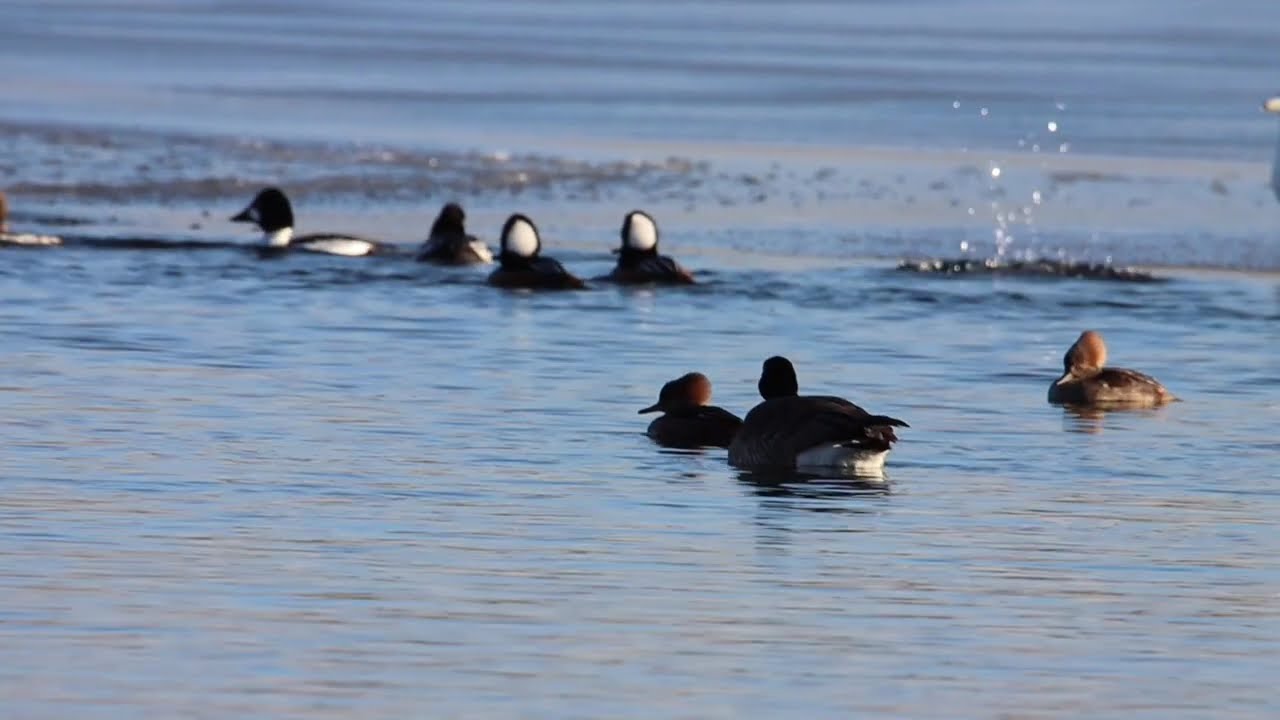 Hooded Mergansers Strutting their stuff