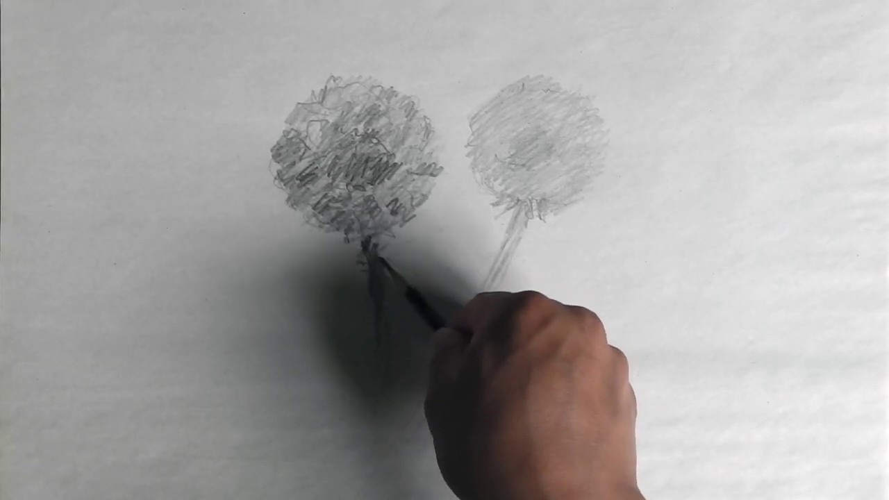 Pissenlit / Dandelion