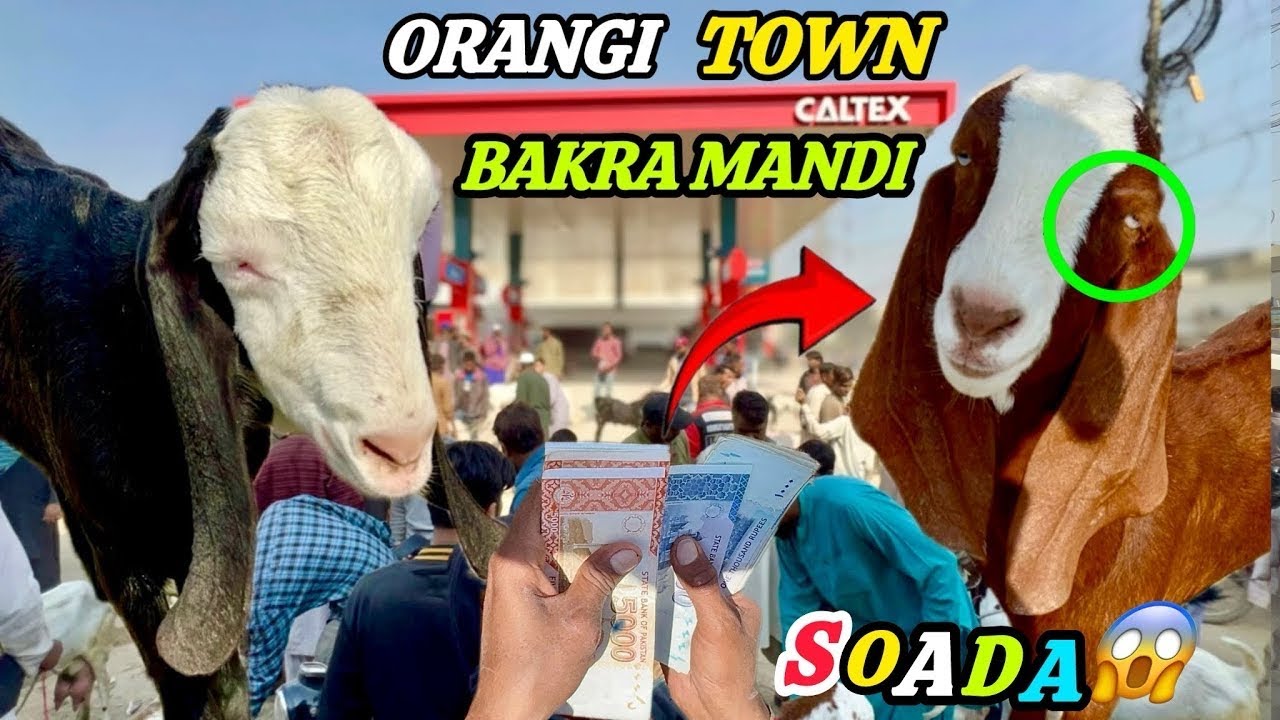 Orangi Town Bakra Mandi Aaj Ke Latest Rates 2026 😱📊