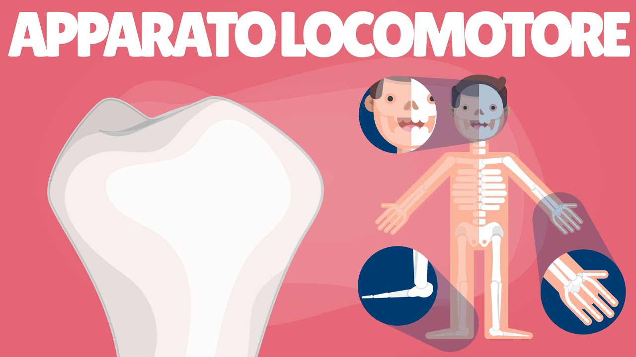 Apparato locomotore - Il sistema scheletrico, le ossa, lo scheletro, scienze scuola primaria e media
