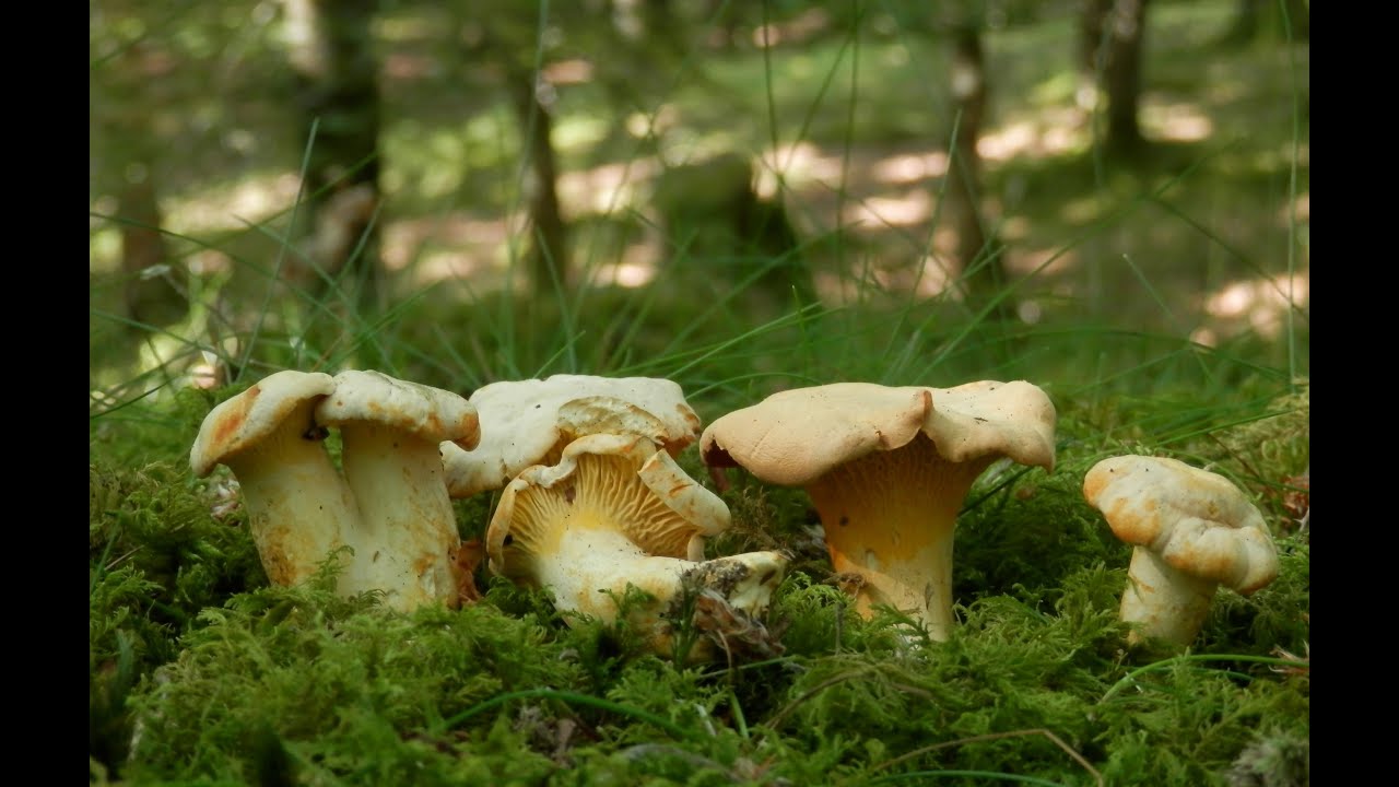 Cantharellus cibarius (zizahoria, saltsaperretxikoa, chantarelle, rebozuelo)