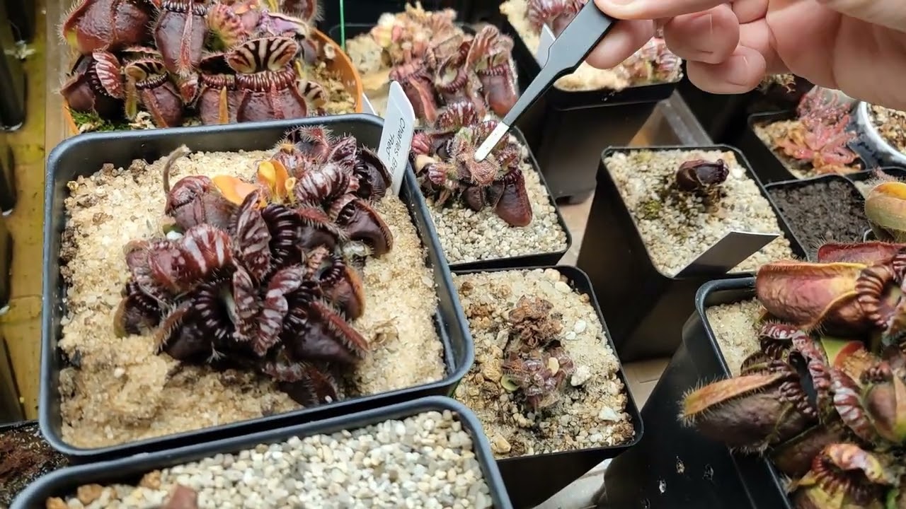 Highland Terrarium Build for Carnivorous Plants, Heliamphora, Nepenthes, Part 7 - March 2022 tour