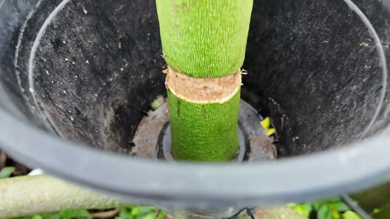 Silk floss tree propagation