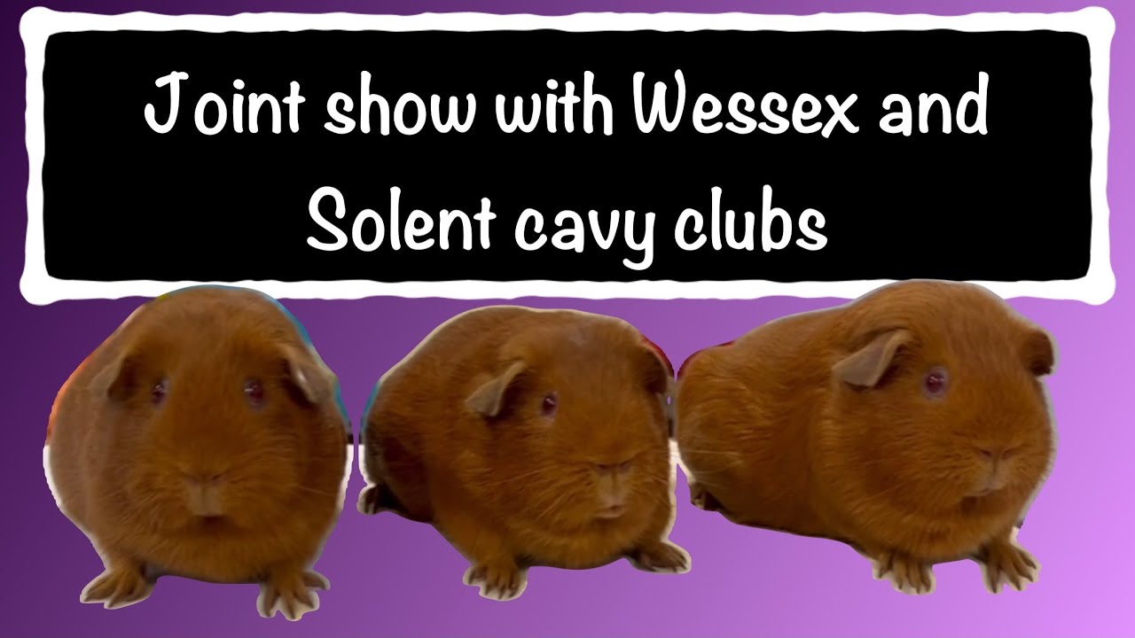 Совместная выставка морских свинок клубов Wessex Cavy Club и Solent Cavy Club 2025 года.