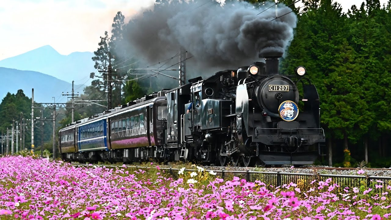 【C11 123】晩秋のSL大樹「ふたら」【C11 207】秋桜と紅葉の鬼怒川線 Tobu Line SL Taiju 2022 October　JNR Class C11
