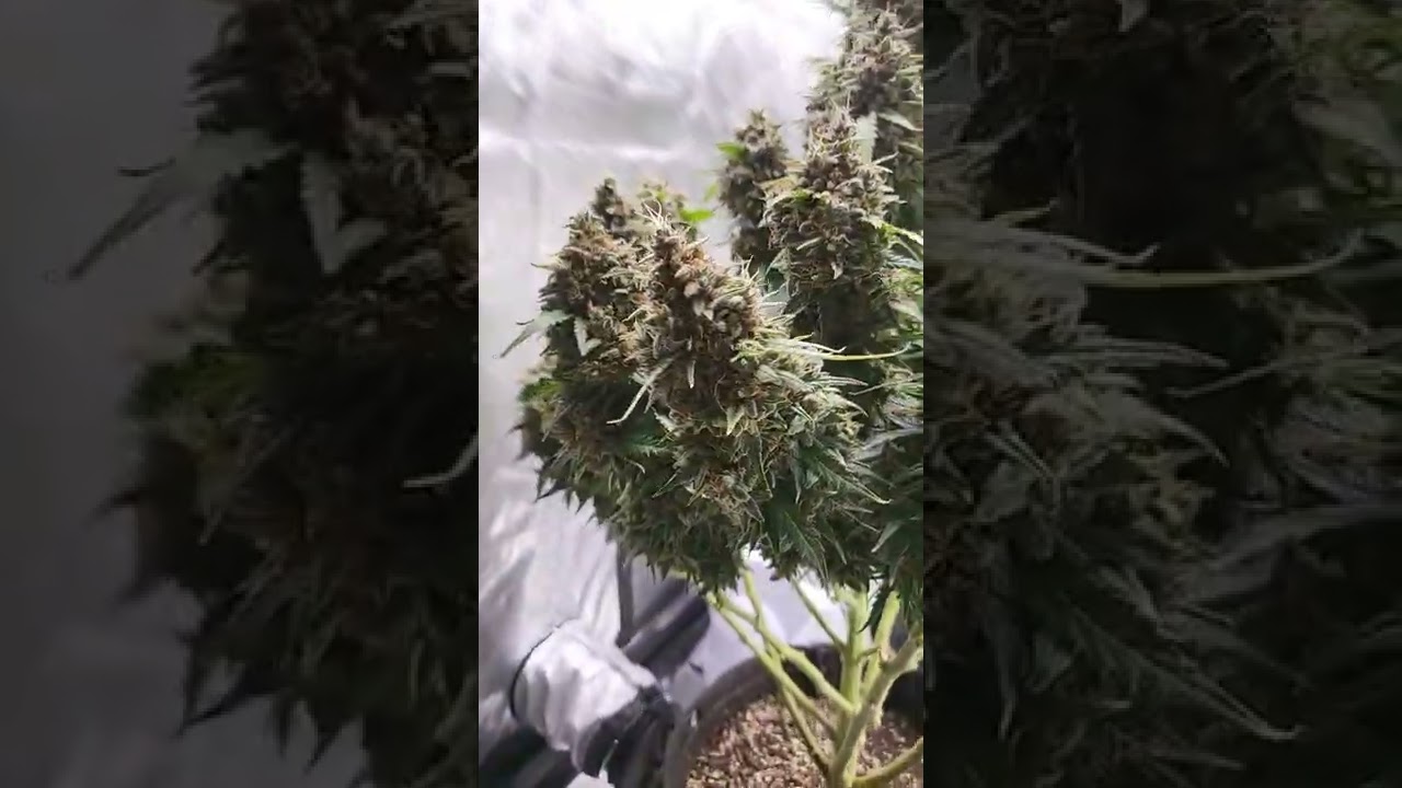 Barney's Farm (Watermelon Zkittles) FEPO NFSOT