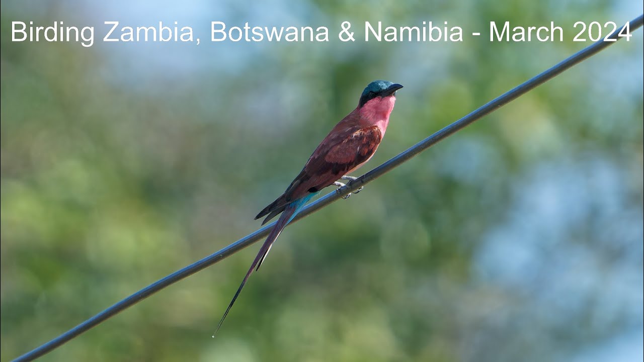 Birding Zambia, Botswana & Namibia March 2024