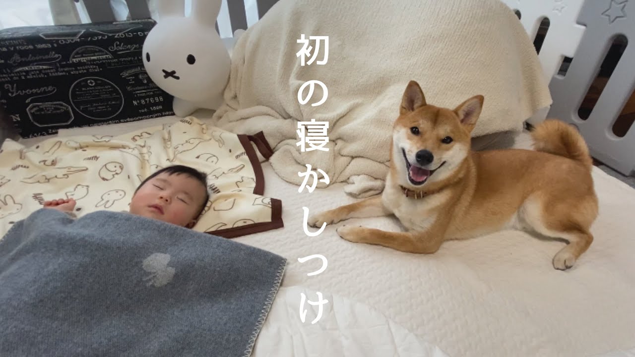 ママ不在の中、父が娘と柴犬の寝かしつけに挑戦してみた