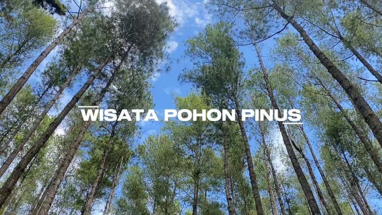 Pine Forest in Bone (Wisata Pohon Pinus Bone)