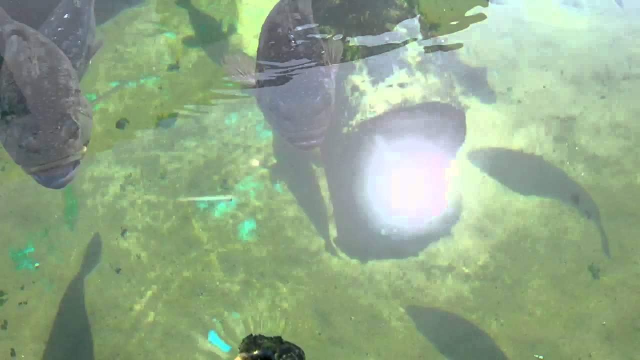 Aquarium redondo hermosa