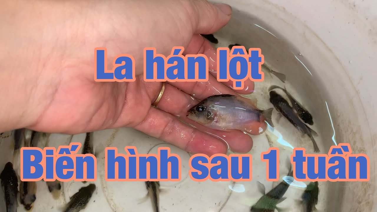 Cc&cmt- Nuôi la hán lột sau 7 ngày sẽ NTN