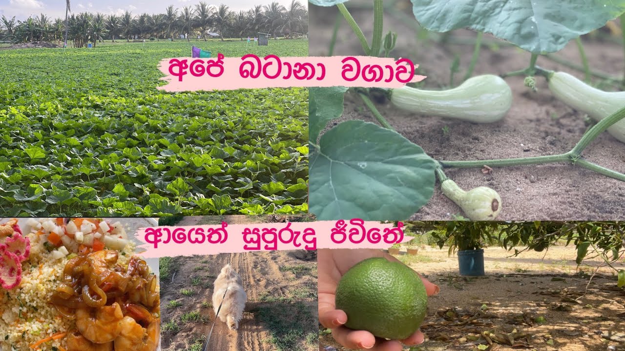 අපේ බටානා වගාව/butternut❤️ආයෙමත් සුපුරුදු ජීවිතේ❤️🐶