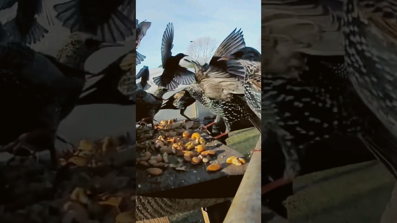 A party of starlings