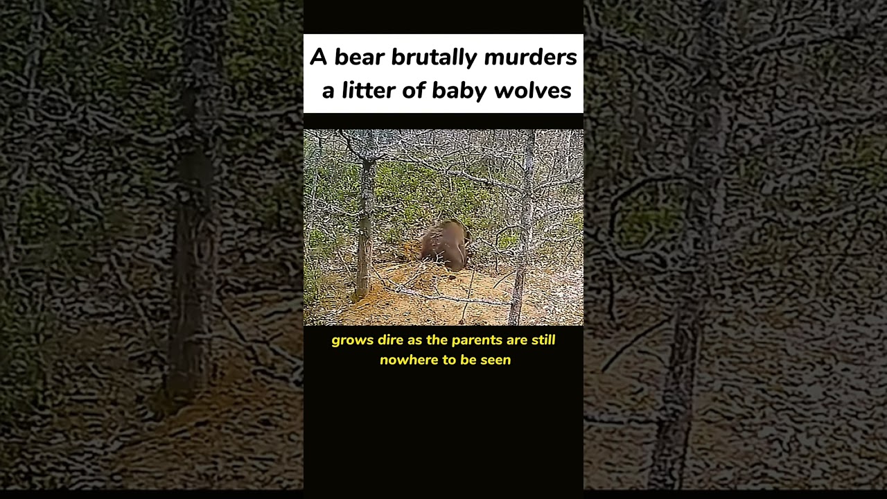 Bear attacks wolf pups: nature's brutal side #fok #animals