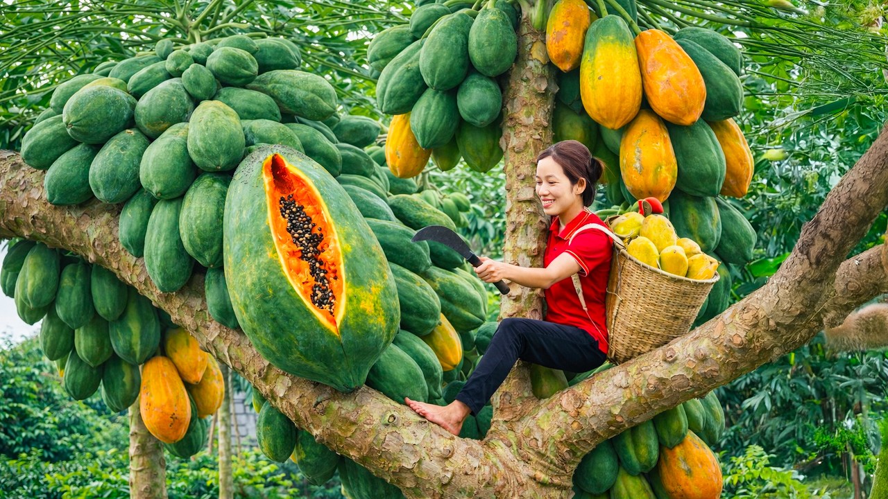 Harvesting Giant Dark Wild Jackfruit to Sell | Crowds Rush the Market to Buy This Rare Forest Fruit