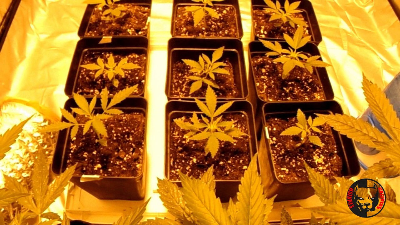 #Cannalita y SmartPots #LemonPieAuto #Aptusr #2FAST VASTAUTO @Heavyweight Seeds
