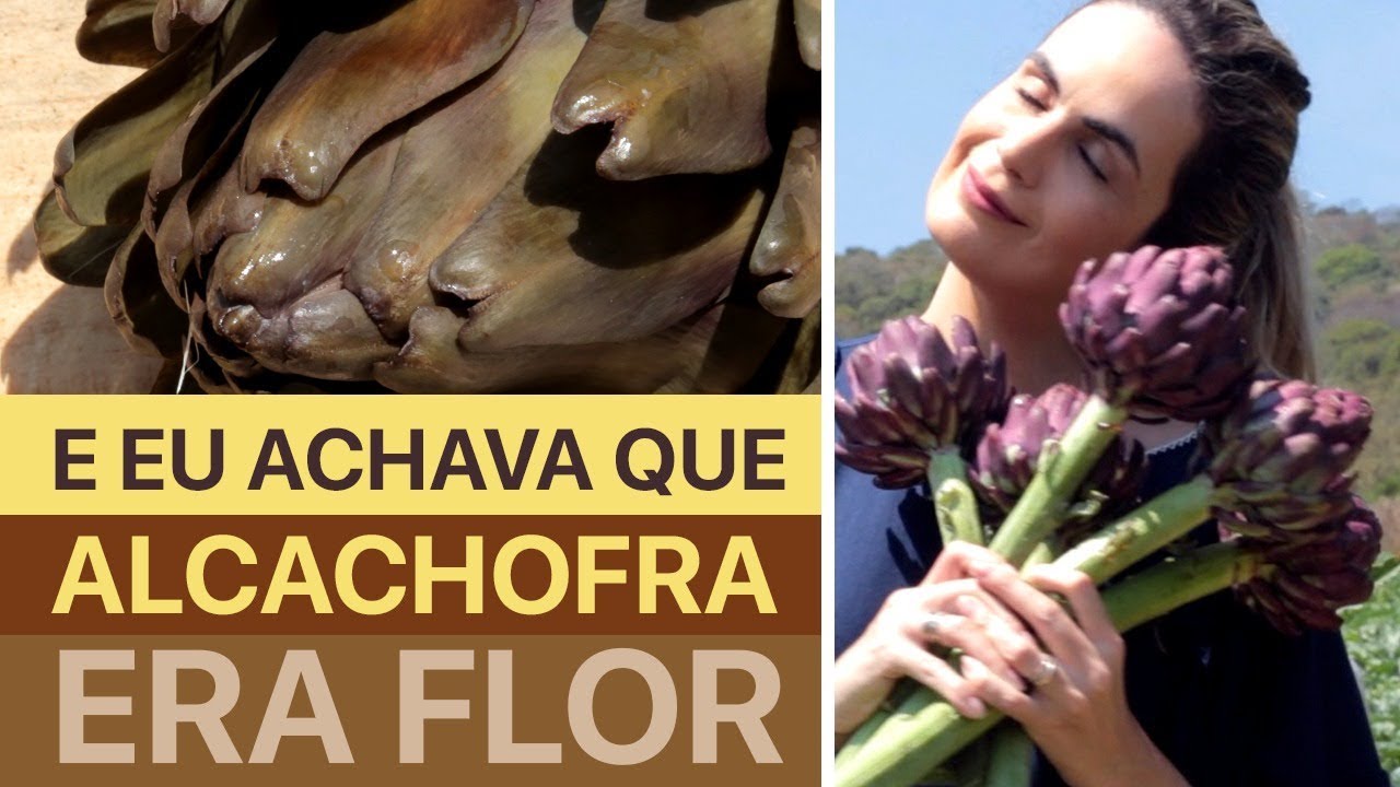 O que é alcachofra? Fui conhecer uma plantação