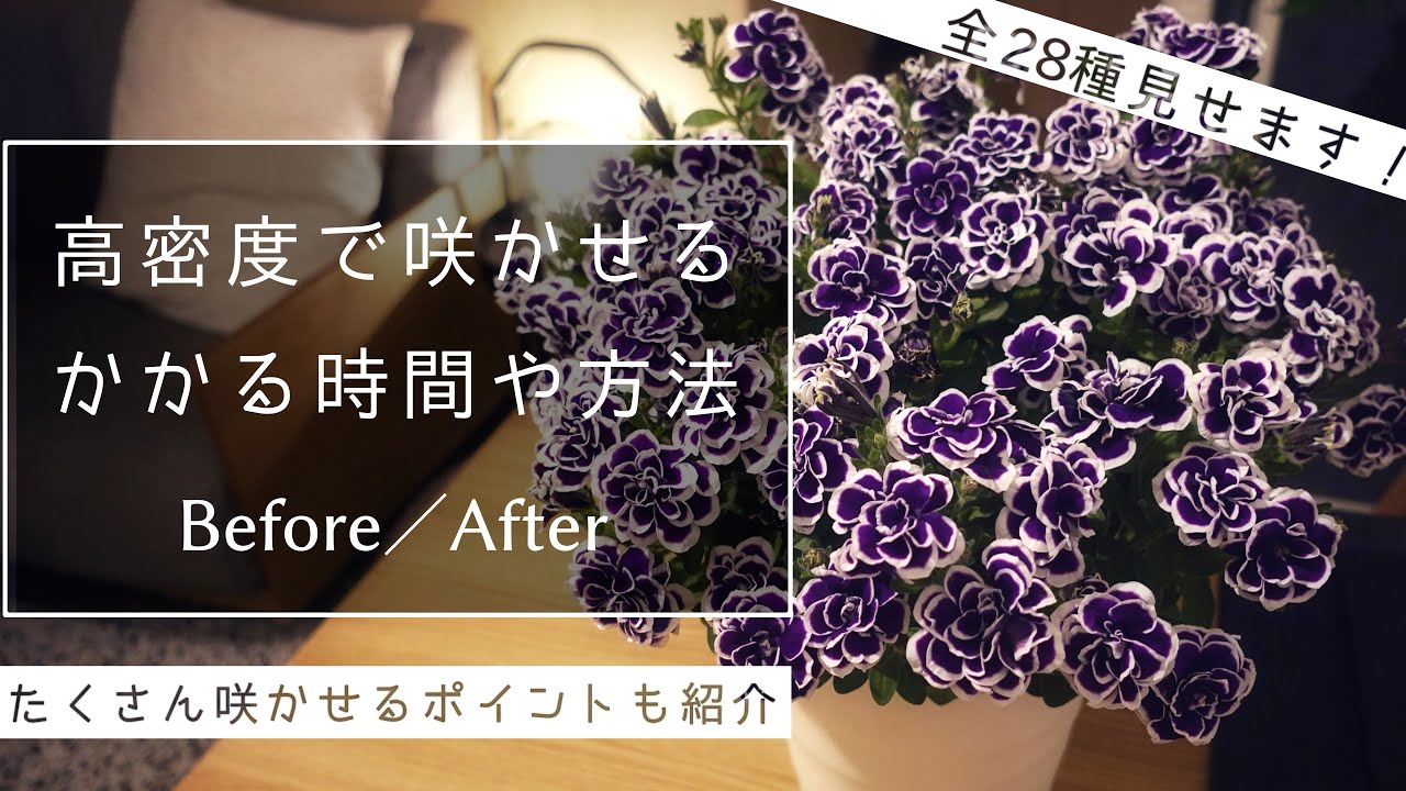 【ペチュニア】満開までにかかる期間、たくさん咲かせるポイントを紹介・お花の成長ビフォーアフター集【春夏苗】