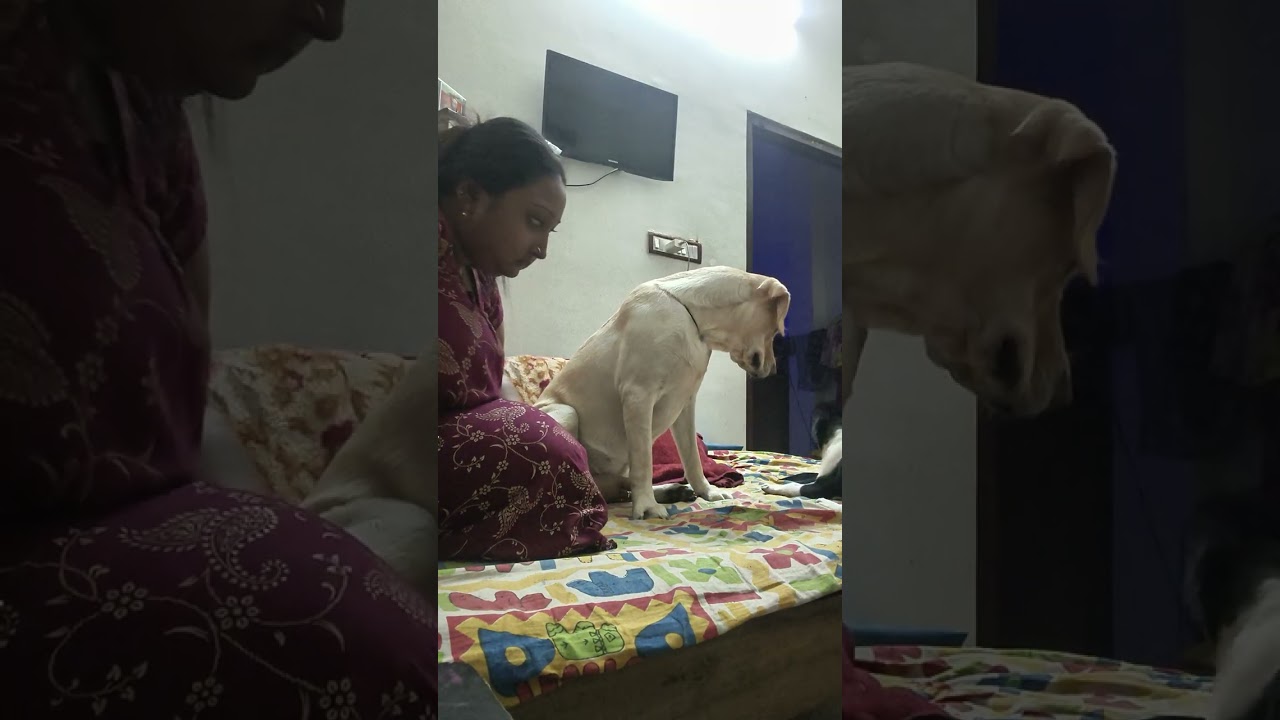 #labrador