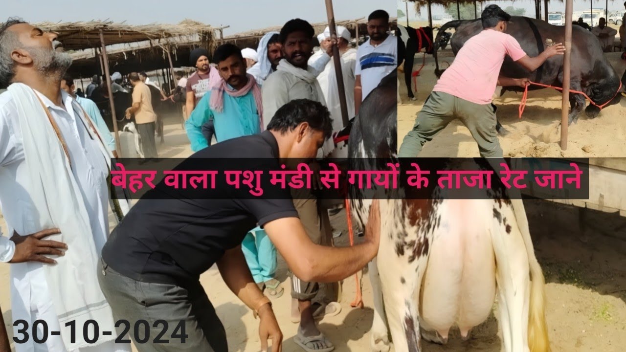 बेहर वाला पशु मंडी से गायों के ताजा रेट  ||pashu Mandi beharwala cattle market latest rates of cows