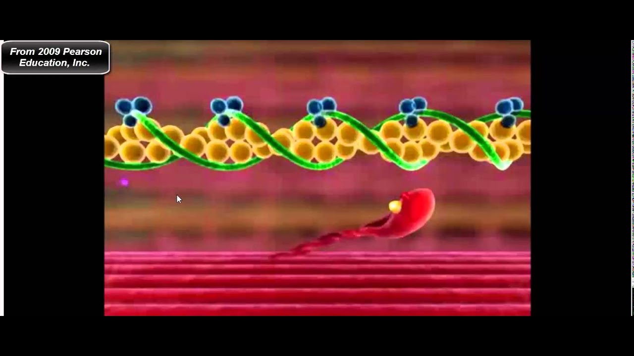 Muscle Physiology: Troponin, Tropomyosin, and Myosin Cross-Bridge Cycle