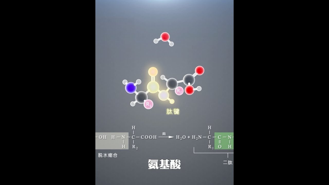 氨基酸 #二肽 #多肽 #氨基酸 #蛋白质 #有机化学