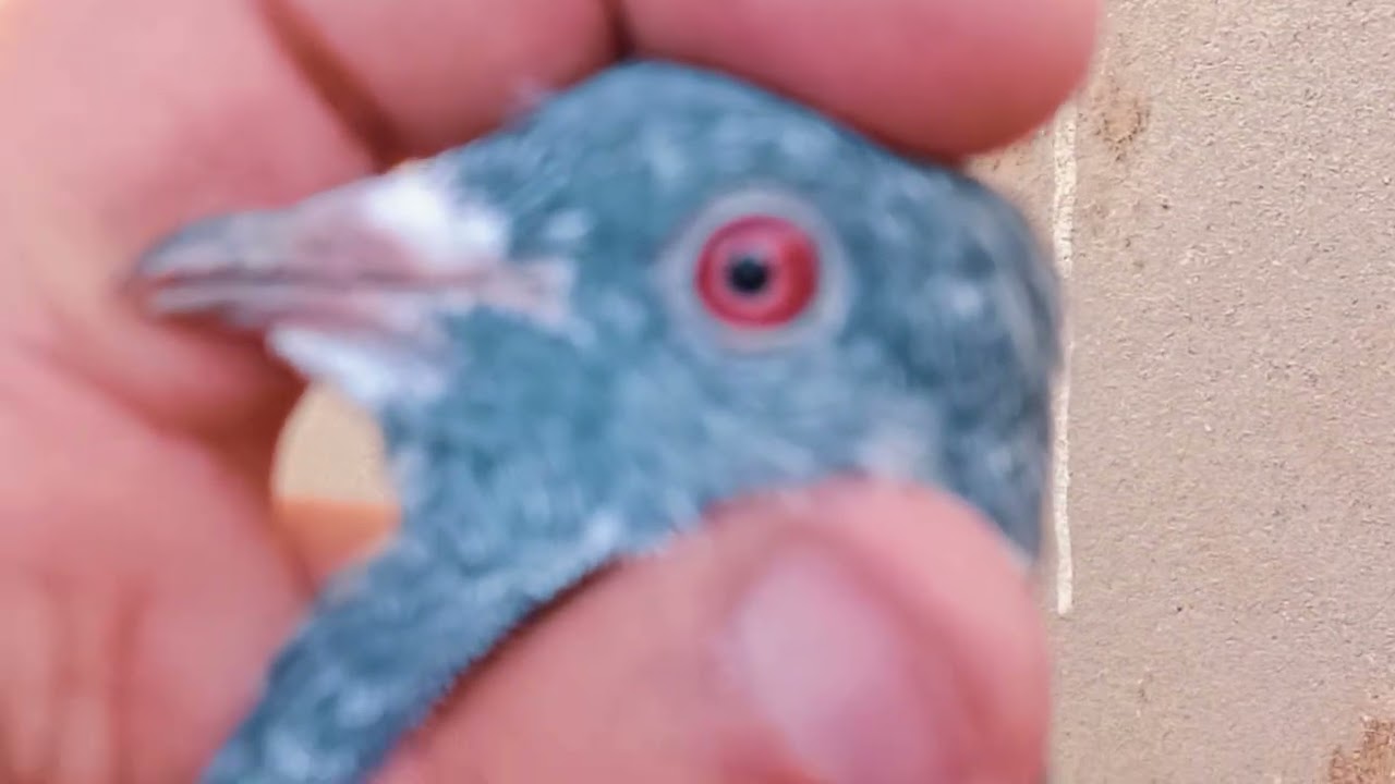 20 pec red eye dabwale Pathe sale contact 8196945353