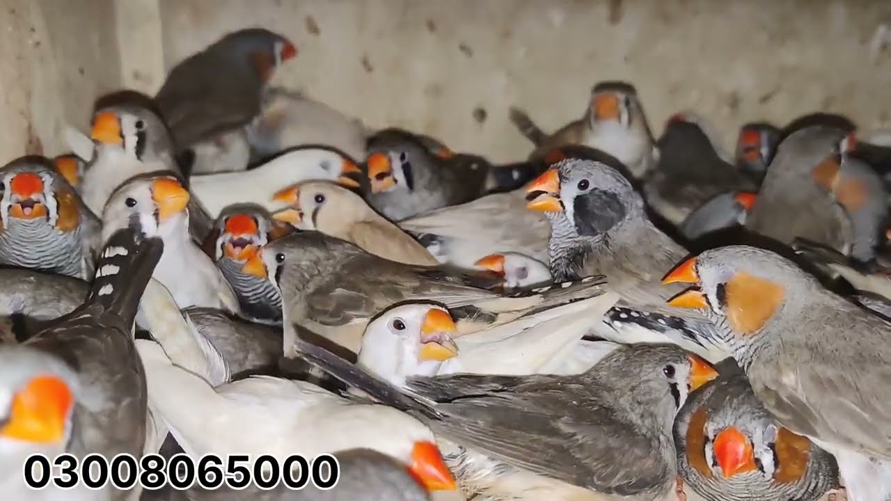 20m Aviary | Bird Breeding Update | Softbills and Finches | S2:Ep9 | Bird Sounds 