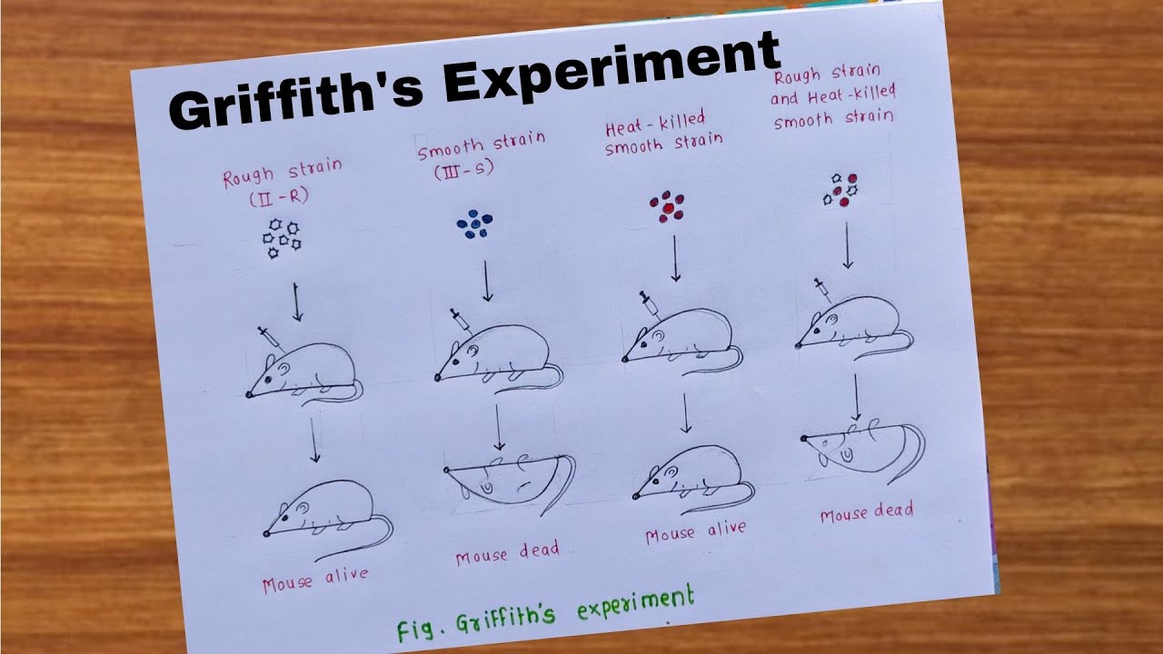 How to Draw Griffith's Experiment Diagram | Biology Practical/ Transformation in Bacteria class12