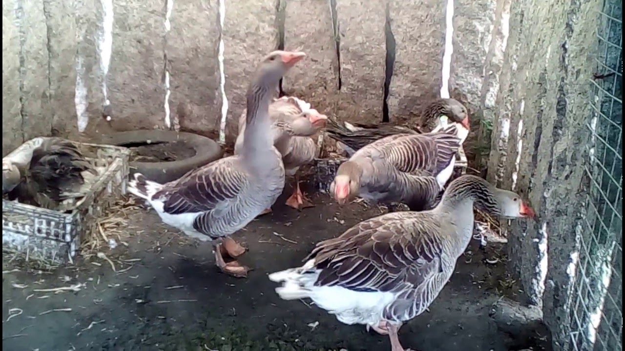 Cría de gansos, nacemento parte1. Breeding goose , birth part 1
