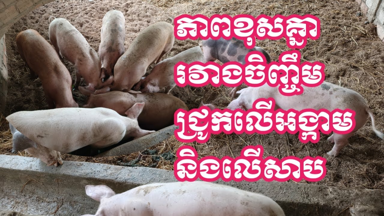 លក្ខណៈពិសេសនៃការចិញ្ចឹមជ្រូកគ្មានក្លិននិងចិញ្ចឹមជ្រូកលើសាប #pig #pigfeed #pigbreeding #youtubeshorts