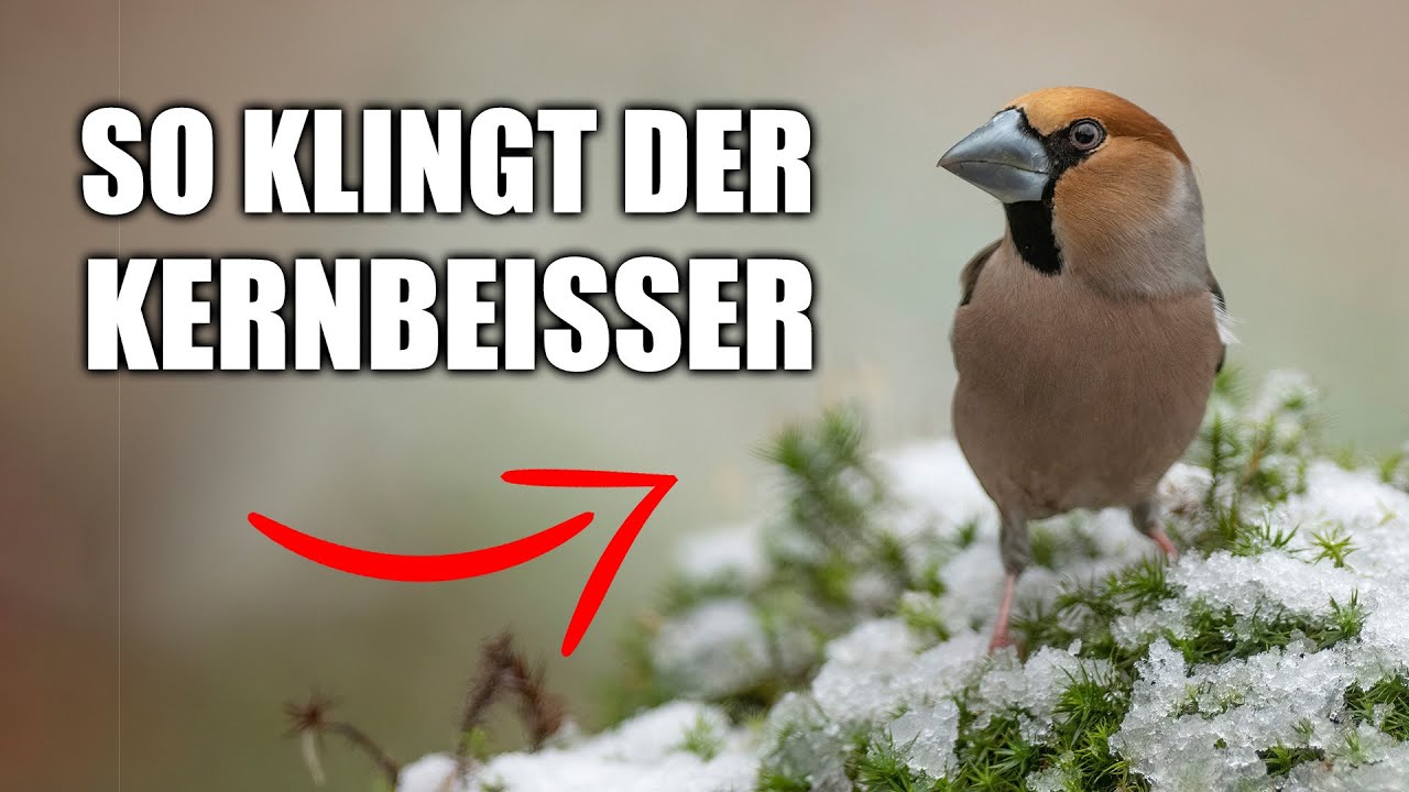 Kernbeißer - Vogelstimmen lernen