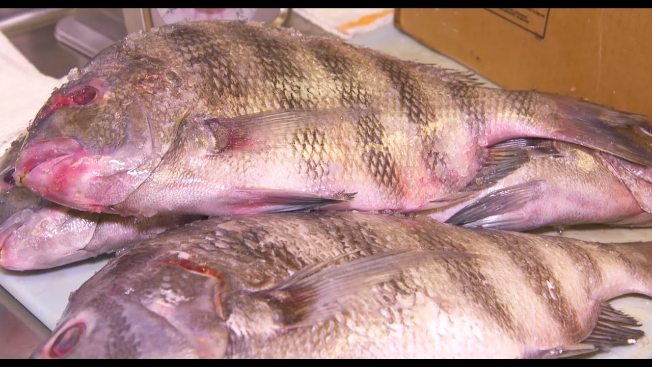 Wild Caught | NC Now | UNC-TV