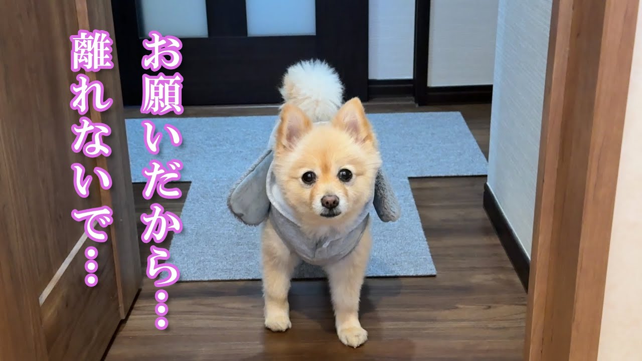 息子なしでは生きていけないポメラニアンのポメくん