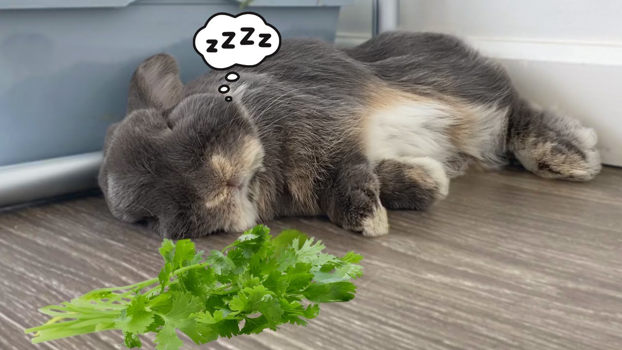 Sleeping Rabbits Wake Up To Cilantro