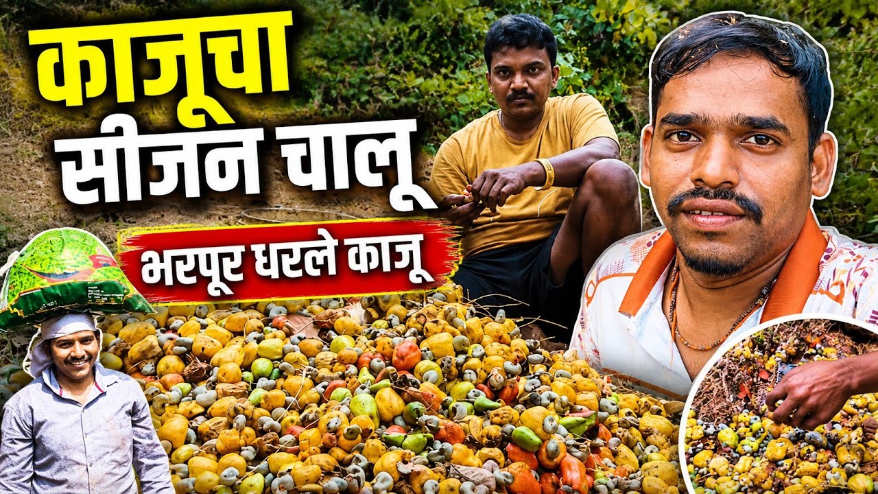 फेब्रुवारी महिन्यात भरपुर भेटले काजु😍🥰|February mahinyatach bharpur bhetle kaju😍🥰| @MaheshBanevlogs 