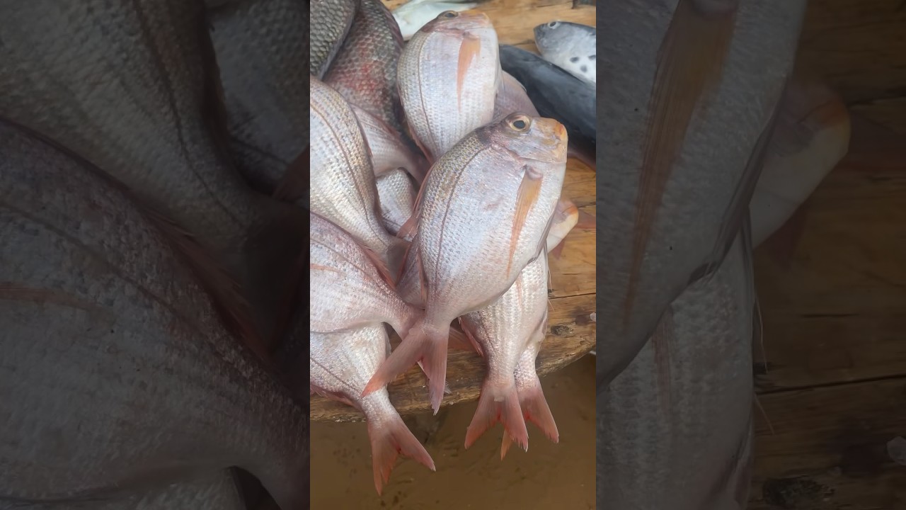Meilleur poisson frais pour un bon plat ATTIEKE 