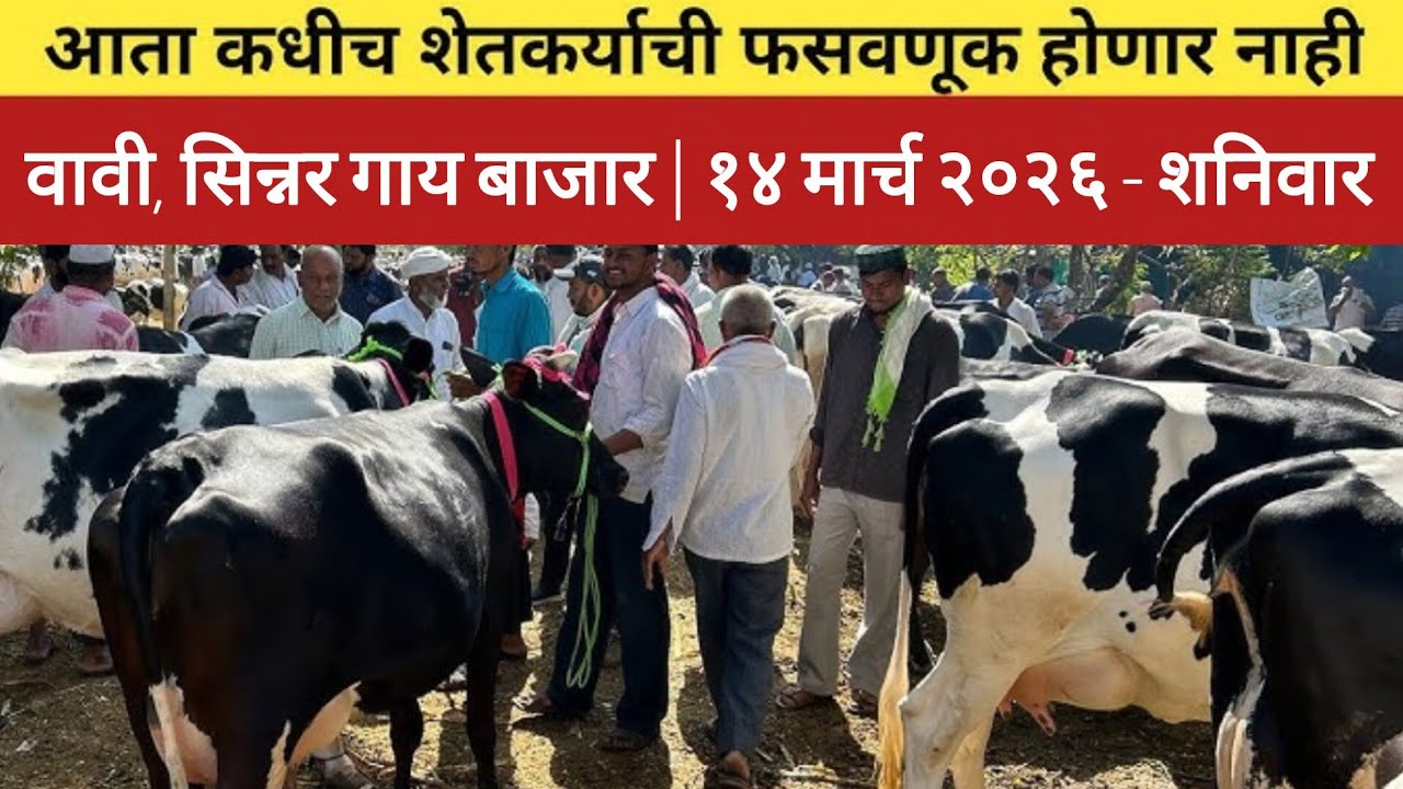 १० ते १२ मिनिटात बघा संपूर्ण वावी, सिन्नर गाय बाजार | १४ मार्च २०२६ - शनिवार | Vavi Cow Market #cow 