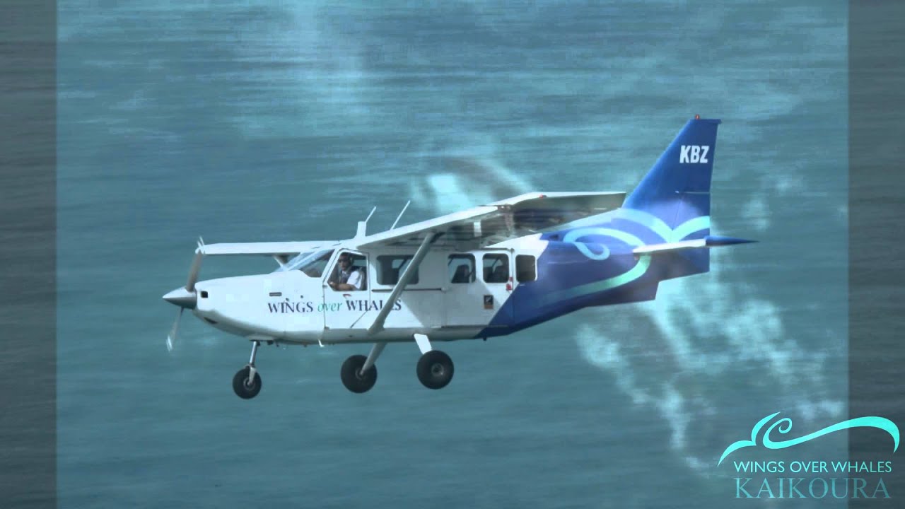 Wings Over Whales promotional video